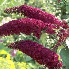 We did not find results for: 3 In 1 Butterfly Bush Michigan Bulb Company