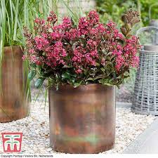 In stock (1) sizes & prices. Hardy Shrub In 9cm Pot X 1 By Thompson And Morgan Crape Myrtle 1 Lagerstroemia Indica Berry Dazzle Garden Outdoors Hedges Shrubs