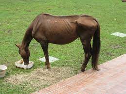 Horse Welfare Wikipedia