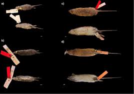 It is bordered in the north by ecuador and colombia, in the east by brazil. Type Specimens Of Small Rodents Collected By Friedrich Sellow In Download Scientific Diagram