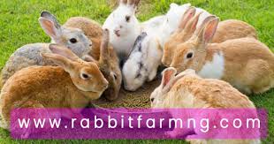 He immediately bought one container of chicken cages, deciding to use as many of them as he needed for his own farm and then sell the leftover cages. Tips On Selection Of Foundation Stock For Your Rabbit Farm By Ramon Malik Adekunle Rabbit Farm Nigeria