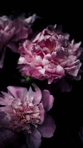 Download wallpaper 800x1200 rose, blue. Flower Iphone Wallpapers Hd Download Great Love Art
