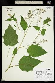 Image result for Chenopodium simplex