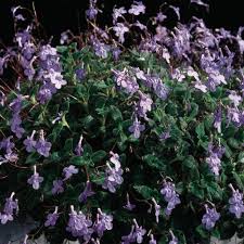 Image result for Streptocarpus