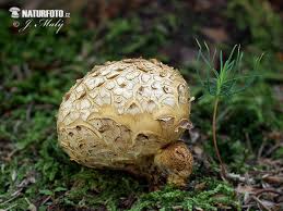 Image result for Scleroderma citrinum