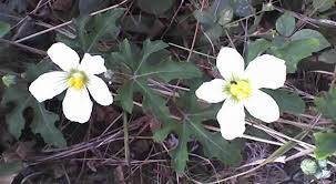 Image result for Lagenaria sphaerica