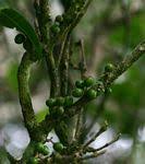 Image result for Xymalos