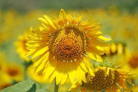 Ladang bunga matahari ini cukup terkenal di kawasan utara bangkok iaitu di lopburi dan saraburi. Sunflower Festival Di Lopburi Thailand Pergidulu Com
