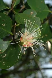 Image result for Sonneratiaceae