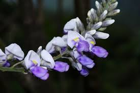 Image result for Pueraria