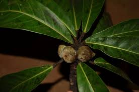 Image result for Ficus saussureana
