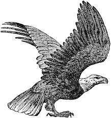 Black And White Eagle Clipart Images Bald Eagle Clipart Etc Clip Art Bald Eagle Art
