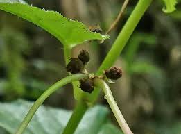 Image result for Begonia wollastonii