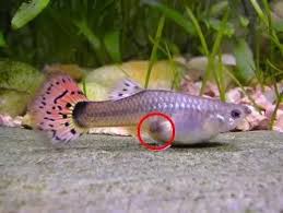 Expert Advice For Caring And Nurturing Pregnant Guppies – Diapteron Shop
