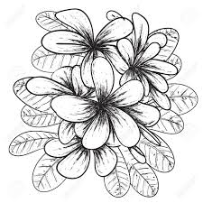 Flower corner images stock photos vectors shutterstock. Vector Illustration Of Plumeria Flower In Simple Black And White Doodle Royalty Free Cliparts Vectors And Stock Illustration Image 114945656