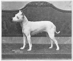 Toy Bull Terrier Bull Terrier Mini Bull Terriers British Bull Terrier
