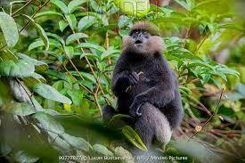 Purple Faced Langur Google Search Primates Giant Squirrel Face