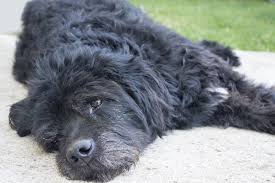 Learn about the symptoms of bone cancer in dogs. Arthritis In Dogs Symptoms Causes Diagnosis Treatment Recovery Management Cost
