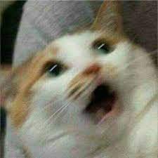 Pin By Ichihara Rin On Meme Funny Cat Faces Cute Funny Animals Cat Memes