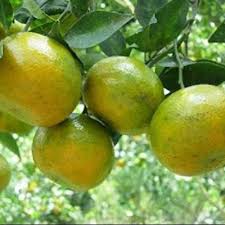 Limau kasturi atau sering disebut jeruk kesturi atau jeruk kalamansi mirip dengan buah lemon, hanya bentuknya bulat tidak lonjong, isinya meirip jeruk biasa yang juga bersekat. Pokok Limau Chokun