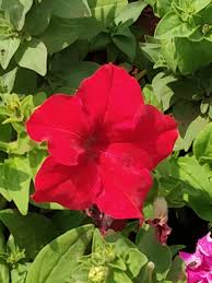 Red Petunia Flower Petunia Flower Hummingbird Plants Petunias