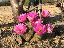 Image result for Cactaceae