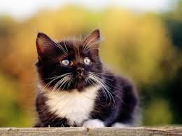 kedi islam da ozel bir hayvandir sayfa 9 trt haber foto galeri