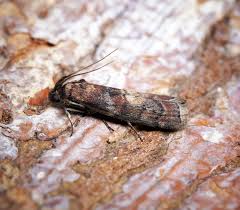Image result for Stigmella roborella