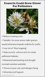 Growing only to a height of 20cm to 30cm this is a versatile and. Cash Strapped Councils Can Save Money And Help Bees By Planting Clover
