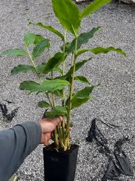 Image result for Aframomum mala