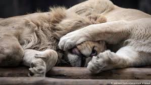 Lions clubs international founder melvin jones was born on january 13, 1879. Coronavirus Lions At Barcelona Zoo Contract Covid 19 News Dw 08 12 2020