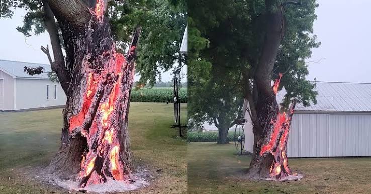 Dramatic photos show tree burning from inside after lightning strike in Ohio | FOX 29 Philadelphia