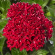 Image result for Pentas lanceolata