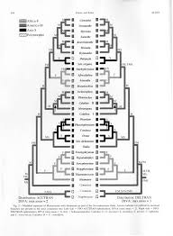 Image result for Trachyphrynium braunianum