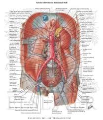 Windham was previously a surgical. Atlas Of Human Anatomy 3e