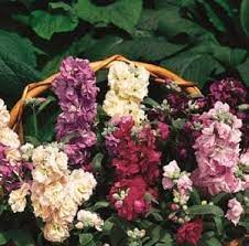 Maybe you would like to learn more about one of these? Winter Flowers From The Food Garden Diy Food Gardening The Gardener