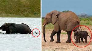 Maybe you would like to learn more about one of these? 20 Of The Cutest Baby Elephants That Will Melt Your Heart Top13