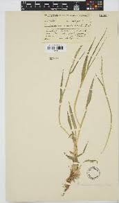 Image result for Urochloa subulifolia