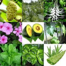Obat herbal diabetes nanobet atasi kencing manis 45 kaps original merupakan suplemen herbal dalam bentuk kapsul ekstrak. Javabet Nasa Cara Mengobati Diabetes Herbal Ampuh