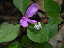Image result for Polygala filicaulis