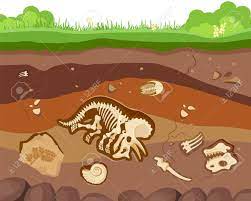 This is a question we often hear from visitors as they roam the field museum, especially about dinosaur bones. Soil Ground Layers With Buried Fossil Animals Dinosaur Crustaceans And Bones Sponsored Affiliate Layers Buried Cartoon Illustration Fossil Dinosaur