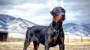 In this video, i'll discuss two of the absolute best ways to find reputable breeders of both european and american dobermans. Exceptional European Doberman Trained Puppy For Sale Apollo Youtube