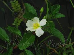 Image result for Ludwigia adscendens