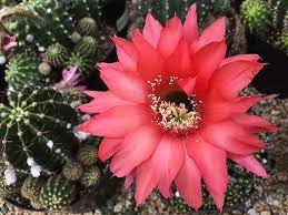 It is native to parts of south america (typically argentina, chile, bolivia, peru, brazil, ecuador, paraguay 'rainbow bursts' is a cultivated hybrid of echinopsis which produces blooms of varying colours, and scented. Pin On Altman Plants
