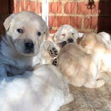 Maybe you would like to learn more about one of these? Labpups Com Home Facebook