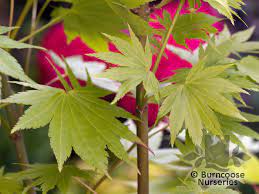 We did not find results for: Acer Shirasawanum Jordan From Burncoose Nurseries