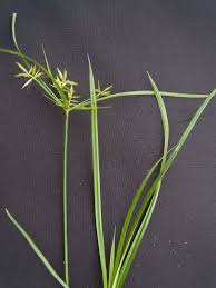 Image result for Cyperus tenuiculmis