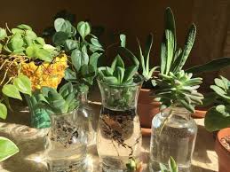 Check spelling or type a new query. Water Propagation For Succulents Detailed Care Instruction Succulents Box