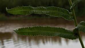 Image result for Ampelopteris prolifera