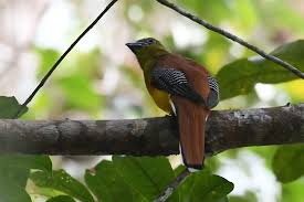 Image result for Tragia rupestris